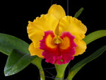 Carica l'immagine nel visualizzatore Galleria, Rhyncholaeliocattleya Thongsupran Gold