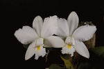 Carica l'immagine nel visualizzatore Galleria, Cattleya violacea f. alba