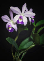Carica l'immagine nel visualizzatore Galleria, Cattleya violacea f. coerulea