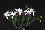 Carica l'immagine nel visualizzatore Galleria, Cattleya violacea v. semi-alba