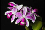 Carica l'immagine nel visualizzatore Galleria, Cattleya violacea f. semialba flamea