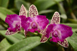 Carica l'immagine nel visualizzatore Galleria, Cattleya Yuan Dung Sweet 'Dragon Fruit'
