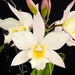 Carica l'immagine nel visualizzatore Galleria, Cattleya (Iwanagara) Apple Blossom