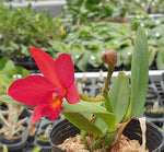 Carica l'immagine nel visualizzatore Galleria, Cattlianthe syn. Slc. Little Hazel (Cattlianthe Hazel Boyd × Cattleya Psyche)