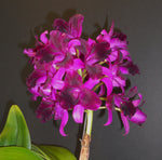 Carica l'immagine nel visualizzatore Galleria, Cattlianthe Tristar Bouquet 'Purple'