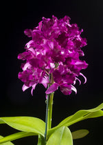 Carica l'immagine nel visualizzatore Galleria, Cattlianthe Tristar Bouquet 'Purple'