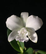 Carica l'immagine nel visualizzatore Galleria, Cattlianthe White Bridal