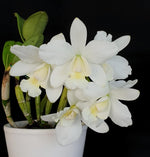 Carica l'immagine nel visualizzatore Galleria, Cattlianthe White Bridal 'Yuki' (C. Angelwalker x Ctt. Candy Tuft)