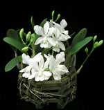 Carica l'immagine nel visualizzatore Galleria, Cattlianthe White Bridal 'Yuki' (C. Angelwalker x Ctt. Candy Tuft)