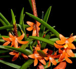 Carica l'immagine nel visualizzatore Galleria, Ceratostylis rubra (retisquama)