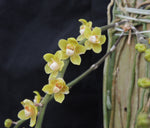 Carica l'immagine nel visualizzatore Galleria, Chiloschista parishii