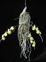 Carica l'immagine nel visualizzatore Galleria, Chiloschista viridiflava