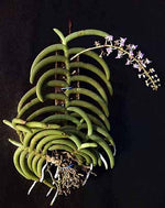 Carica l'immagine nel visualizzatore Galleria, Cleisostoma arietinum