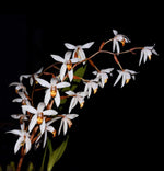 Carica l'immagine nel visualizzatore Galleria, Coelogyne pachystachya