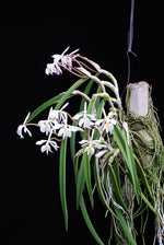 Carica l'immagine nel visualizzatore Galleria, Coilostylis falcata