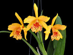 Carica l'immagine nel visualizzatore Galleria, Rhynchobrassoleya Copper Queen 'H&R' (Rlc. Toshie Aoki × Bc. Richard Mueller)