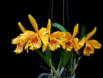 Carica l'immagine nel visualizzatore Galleria, Rhynchobrassoleya Copper Queen 'H&R' (Rlc. Toshie Aoki × Bc. Richard Mueller)
