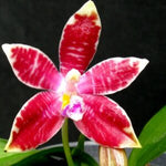 Carica l'immagine nel visualizzatore Galleria, Phalaenopsis corningiana × tetraspis 'C1'