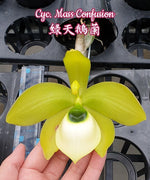 Carica l'immagine nel visualizzatore Galleria, Cycnoches Mass Confusion (Cyc. chlorochilon x Cyc. Warscewiczii)