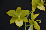 Carica l'immagine nel visualizzatore Galleria, Cycnodes Super Swan (Cycd. Taiwan Gold × Cyc. Warszewiczii)