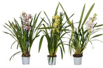 Carica l'immagine nel visualizzatore Galleria, Cymbidium Mix 2 rami