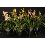 Carica l'immagine nel visualizzatore Galleria, Cymbidium Mix 2 rami