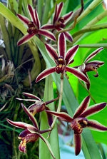 Carica l'immagine nel visualizzatore Galleria, Cymbidium bicolor