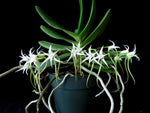 Carica l'immagine nel visualizzatore Galleria, Cyrtorchis arcuata