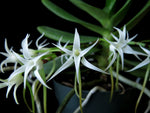 Carica l'immagine nel visualizzatore Galleria, Cyrtorchis arcuata