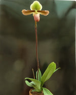 Carica l'immagine nel visualizzatore Galleria, Paphiopedilum mastersianum