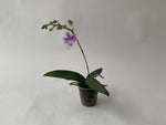 Carica l'immagine nel visualizzatore Galleria, Phalaenopsis pulcherrima var. coerulea x Phalaenopsis lindenii