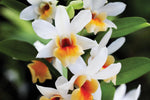 Carica l'immagine nel visualizzatore Galleria, Dendrobium Christy Dawn (Dendrobium christyanum × Dendrobium Dawn Maree)