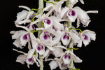 Carica l'immagine nel visualizzatore Galleria, Dendrobium anosmum f. coerulea