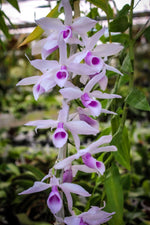 Carica l'immagine nel visualizzatore Galleria, Dendrobium anosmum var. semi-alba 'Pink'