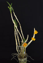 Carica l'immagine nel visualizzatore Galleria, Dendrobium bullenianum