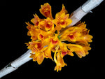 Carica l'immagine nel visualizzatore Galleria, Dendrobium bullenianum