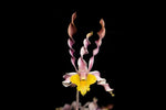 Carica l'immagine nel visualizzatore Galleria, Dendrobium Burana Twist 'H.S.'