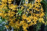 Carica l'immagine nel visualizzatore Galleria, Dendrobium Chanthaboon Sunrise 'Aes' (Dendrobium lamyaiae x Dendrobium friedericksianum)