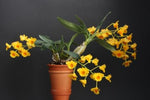 Carica l'immagine nel visualizzatore Galleria, Dendrobium chrysotoxum