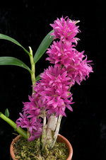 Carica l'immagine nel visualizzatore Galleria, Dendrobium detiolatum