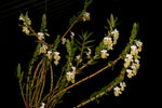Carica l'immagine nel visualizzatore Galleria, Dendrobium ellipsophyllum