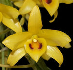 Carica l'immagine nel visualizzatore Galleria, Dendrobium friedericksianum