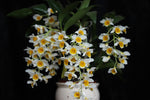 Carica l'immagine nel visualizzatore Galleria, Dendrobium Memoria Christa Erdmann (griffithianum x farmeri)