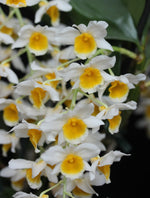 Carica l'immagine nel visualizzatore Galleria, Dendrobium Memoria Christa Erdmann (griffithianum x farmeri)