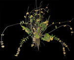 Carica l'immagine nel visualizzatore Galleria, Dendrobium insigne