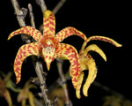 Carica l'immagine nel visualizzatore Galleria, Dendrobium insigne