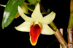 Carica l'immagine nel visualizzatore Galleria, Dendrobium Jiaho Delight (Den. Hsinying Frostymaree x Den. tobaense)