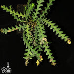 Carica l'immagine nel visualizzatore Galleria, Dendrobium leonis