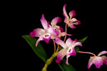 Carica l'immagine nel visualizzatore Galleria, Dendrobium linawianum