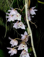 Carica l'immagine nel visualizzatore Galleria, Dendrobium linguella